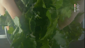 【面皮】1.鍋中水開時，放挑揀好的艾草和一撮小蘇打，第一遍煮開后倒掉，重新加水大火煮開后，小火煮1小時。煮爛的艾草用紗布瀝干。